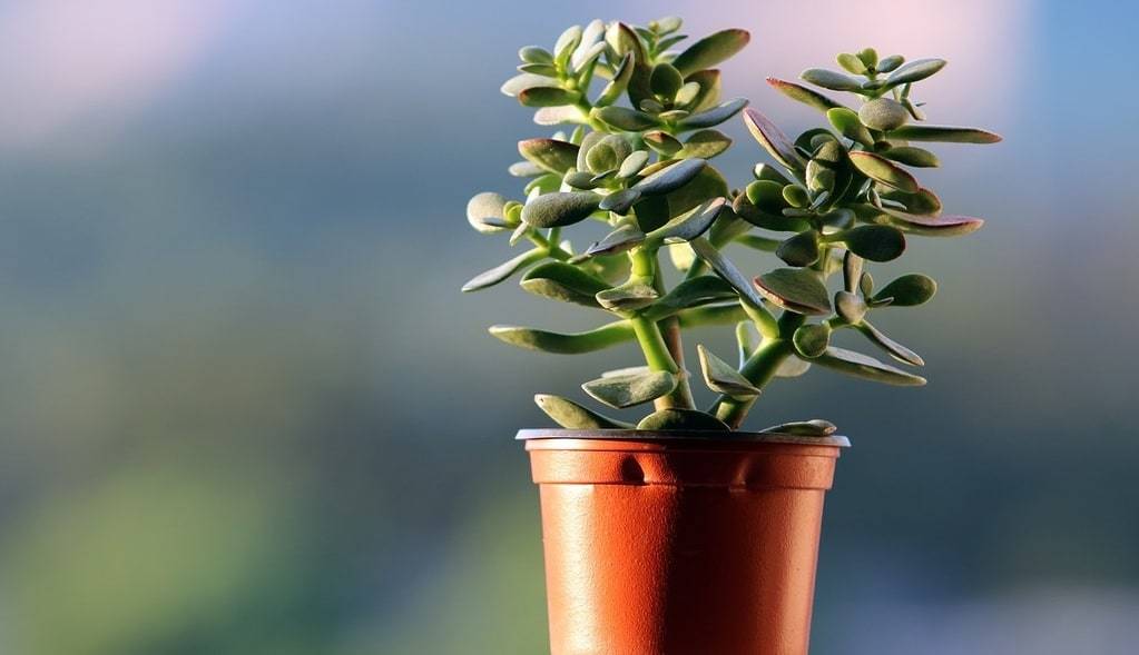 Faites de votre bureau un lieu de travail inspirant avec des plantes